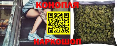 сатива Новозыбков